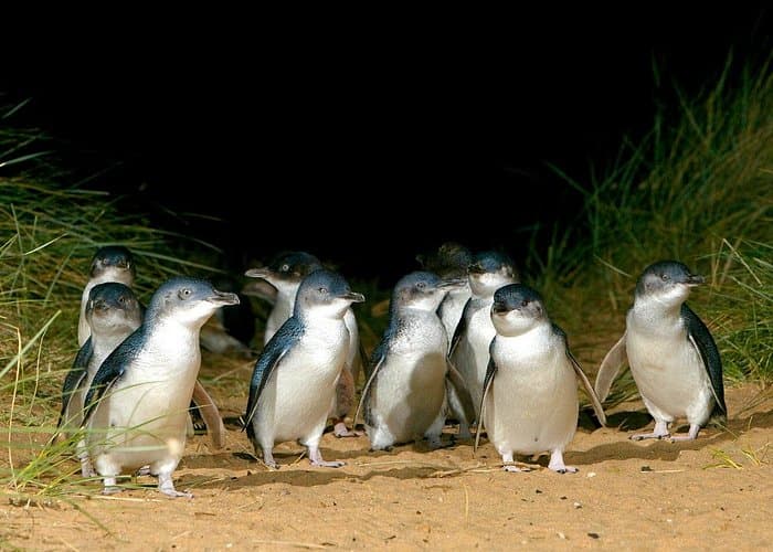 Phillip Island: Kangaroos, Koalas & Penguin Parade Tour